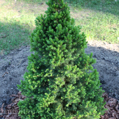 Ель Коника (Conica) купить с доставкой Коника обладает идеальными пропорциями рождественской ели. Ель Коника – это та же самая канадская сизая ель, только в карликовой форме. Благодаря своему размеру и симпатичному внешнему виду, она была замечена специалистами–дендрологами и перенесена в сад. Так, аномально маленький рост Коники, открыл ей мир людей, и теперь мы можем любоваться ею во многих уголках Земли
