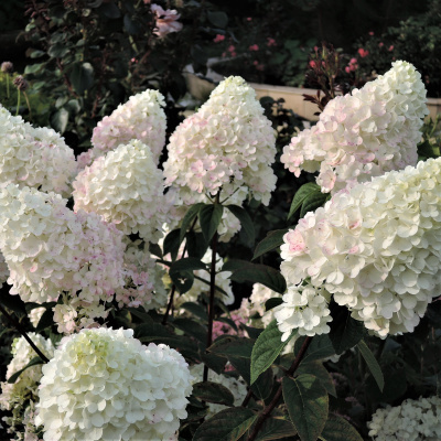 Гортензия Шугар Раш (Sugar Rush) метельчатая купить с доставкой Шуга Раш новый карликовый сорт, который поразит вас своими пышными соцветиями при всей ее компактности