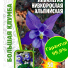 Аквилегия Альпийская Большая клумба [Семена редких растений]