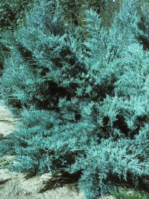 Можжевельник средний Пфитцериана (Pfitzeriana Glauca) купить с доставкой 