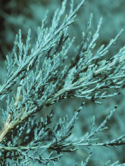 Можжевельник средний Пфитцериана (Pfitzeriana Glauca) купить с доставкой