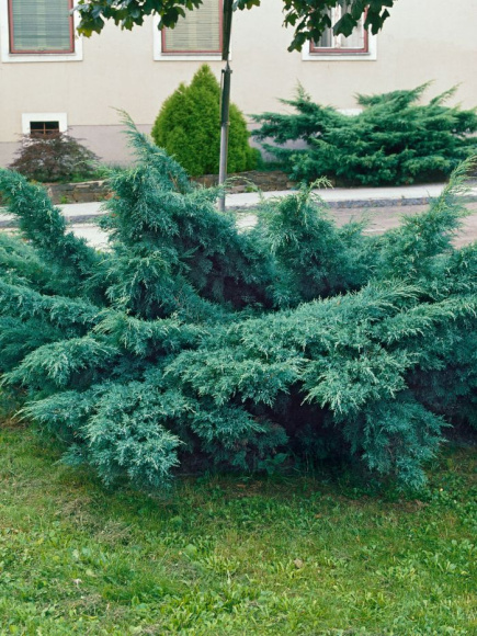 Можжевельник средний Пфитцериана (Pfitzeriana Glauca) купить с доставкой