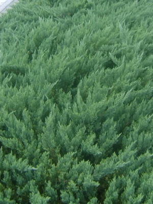 Можжевельник Даурский (Davurica) купить с доставкой 