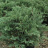 Можжевельник Даурский (Davurica) купить с доставкой - Можжевельник Даурский (Davurica) купить с доставкой