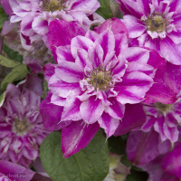 Клематис Май Дарлинг (My Darling)