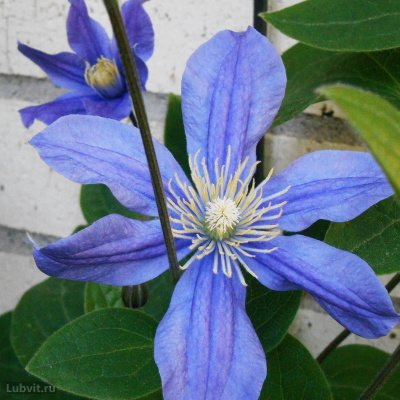 Клематис Арабелла (Arabella) купить с доставкой элегантный клематис, который может не только виться по опоре, но и стелиться по земле, создавая прекрасный куст