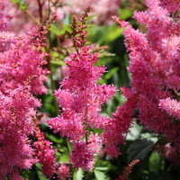 Астильба Юник Лилак (Younique Lilac)