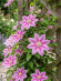 Клематис Розамунда (Rosamunde) купить с доставкой