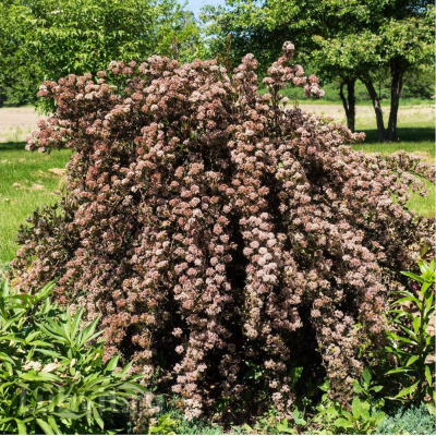 Пузыреплодник Литл Девил (Little Devil) купить с доставкой но при низких значениях температур возможно подмерзание побегов, особенно – молодых