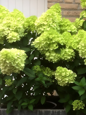 Гортензия Мохито (Mojito) метельчатая купить с доставкой Получила свое название в честь освежающего напитка из лайма. Обладает таким же приятным зеленым цветом и внесет в ваш сад цитрусовой бодрости крупными соцветиями