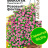 Бакопа Пинктопия Розовый фонтан [Семена алтая] купить с доставкой - Бакопа Пинктопия Розовый фонтан [Семена алтая] купить с доставкой