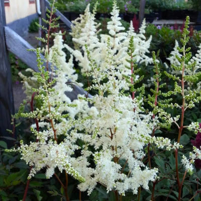 Астильба Элли (Ellie) купить с доставкой Астильба Элли – это белоснежная красавица, с роскошными, пушистыми метелками, которая безусловно станет украшением вашего приусадебного участка.