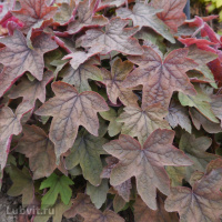 Гейхера Арт Деко (Art Deco)