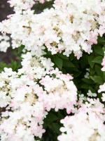 Гортензия Тач оф Пинк (Touch of Pink) метельчатая