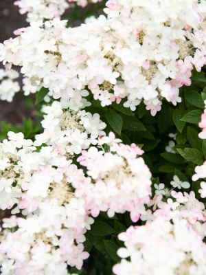 Гортензия Тач оф Пинк (Touch of Pink) метельчатая купить с доставкой “Розовое прикосновение”, способна украсить любой сад с начала лета и до самых заморозков