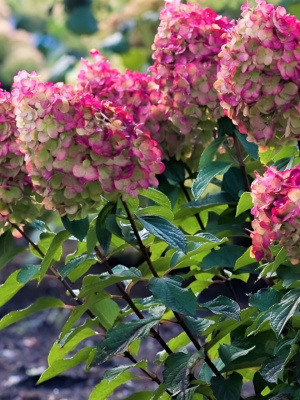 Гортензия Колорфул Коктейль (Colorful Cocktail) метельчатая купить с доставкой 