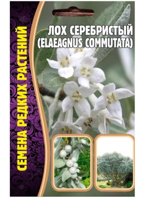 Лох Серебристый Elaeagnus commutata [Семена редких растений] купить с доставкой Эффектный кустарник поражает своими серебристыми переливами листьев, также не менее привлекательно выглядят съедобные ягоды, которые долго не опадают по мере созревания. Широко любим ландшафтными дизайнерами за оригинальность и неприхотливость в уходе.