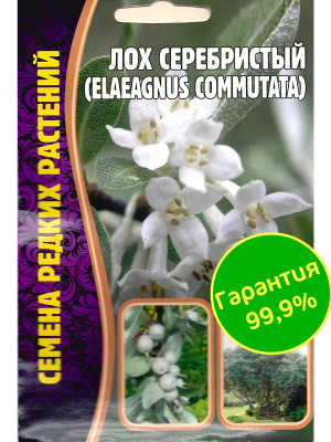 Лох Серебристый Elaeagnus commutata [Семена редких растений] купить с доставкой Эффектный кустарник поражает своими серебристыми переливами листьев, также не менее привлекательно выглядят съедобные ягоды, которые долго не опадают по мере созревания. Широко любим ландшафтными дизайнерами за оригинальность и неприхотливость в уходе.