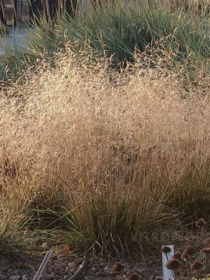 Луговик Голдшлеер (Goldschleier) купить с доставкой 