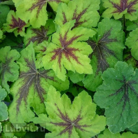 Гейхера Арт Нуво (Art Nouveau)