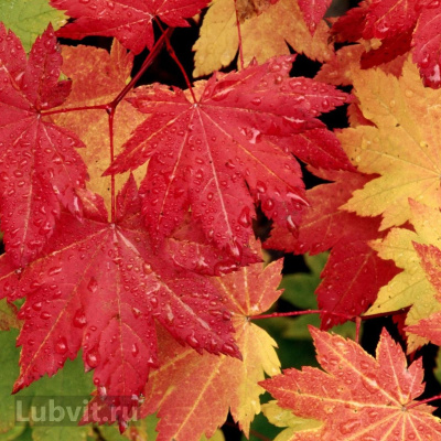 Клен Сахарный (Saccharum) купить с доставкой Наиболее красиво он смотрится осенью, когда его листва пылает желтыми, красными и оранжевыми тонами. Сахарный клен получил свое название благодаря древесному соку, содержащему большое количество сахара, и традиционно используемому для приготовления кленового сиропа