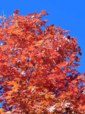 Клен Сахарный (Saccharum) купить с доставкой Наиболее красиво он смотрится осенью, когда его листва пылает желтыми, красными и оранжевыми тонами. Сахарный клен получил свое название благодаря древесному соку, содержащему большое количество сахара, и традиционно используемому для приготовления кленового сиропа