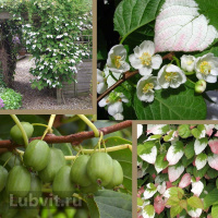 Актинидия Доктор Шимановский (Dr. Shimanovsky)