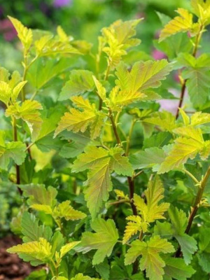 Пузыреплодник Литтл Лина (Little Leena) купить с доставкой 