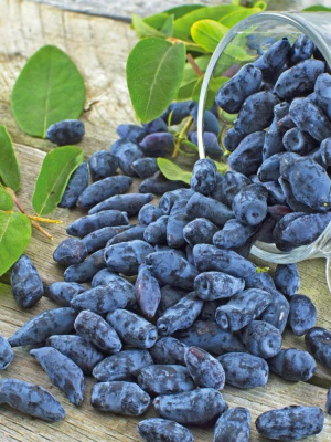 Жимолость Хоней Би купить с доставкой ​Хоней Би – настоящая жемчужина среди сортов жимолости! Эта красавица канадской селекции покорила сердца садоводов своим действительно медовым вкусом и невероятно крупными ягодами.