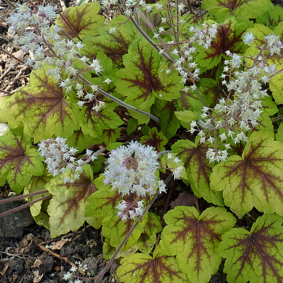 Гейхерелла Стоплайт (Stoplight)