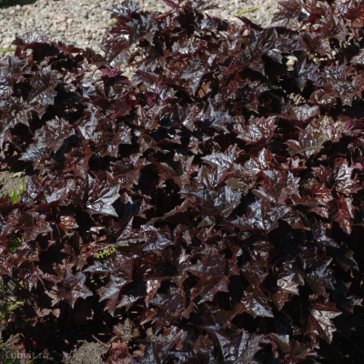 Гейхера Блэкаут (Blackout) купить с доставкой Изюминка сорта яркий бриллиантовый блеск листьев, сохраняющийся в течение сезона, как на молодых, так и на старых листьях