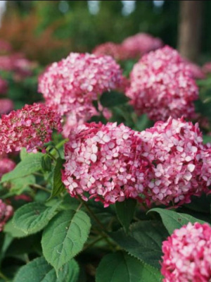 Гортензия Руби Аннабель (Ruby Annabelle) древовидная купить с доставкой сорт уникальной расцветки. Бронзовый призёр Plantarium 2016. Мировой бестселлер!