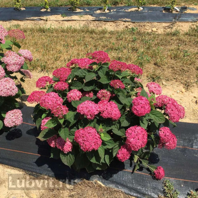 Гортензия Руби Аннабель (Ruby Annabelle) древовидная купить с доставкой сорт уникальной расцветки. Бронзовый призёр Plantarium 2016. Мировой бестселлер!