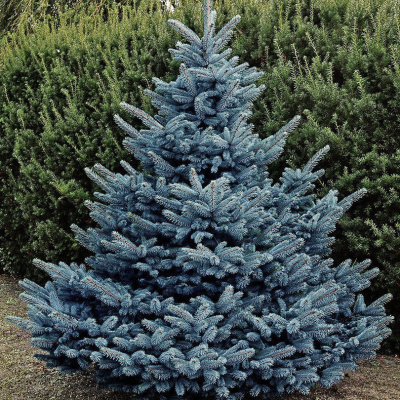 Ель Голубая Кебаб (Kaibab) купить с доставкой Миниатюрная Кейбаб станет жемчужиной вашего сада. Идеальна для групповых композиций и альпинариев