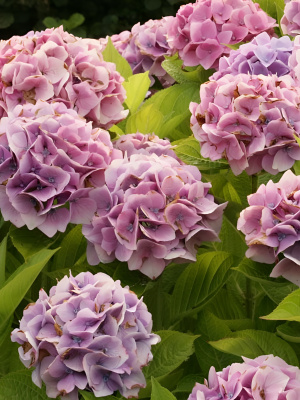 Гортензия Мэджикал Кристал (Magical Crystal) крупнолистная купить с доставкой Гортензия удивительная крупнолистная гортензия привлекает внимание своими необыкновенно красивыми соцветиями