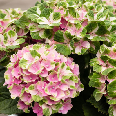 Гортензия Мэджикал Кристал (Magical Crystal) крупнолистная купить с доставкой Гортензия удивительная крупнолистная гортензия привлекает внимание своими необыкновенно красивыми соцветиями