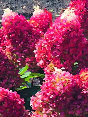 Гортензия Ред Вельвет (Red Velvet) метельчатая купить с доставкой 