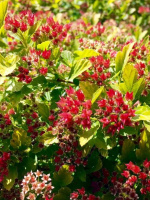 Пузыреплодник Меджикал Распберри Лемонад (Magical Raspberry Lemon)