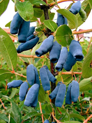 Жимолость Соловей купить с доставкой 