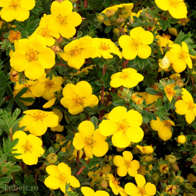 Лапчатка Голдстар (Goldstar) купить с доставкой Лапчатка кустарниковая Голдстар (Goldstar) – свое название растение получило за форму листа, которая похожа на лапку крохотного размера. Ярчайшие цветы Goldstar, словно золотые звезды зажгутся в вашему саду!