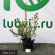 Лапчатка Голдстар (Goldstar) купить с доставкой Лапчатка Голдстар (Goldstar) купить с доставкой
