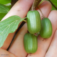 Актинидия Находка