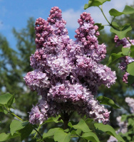 Сирень Андрюша Громов