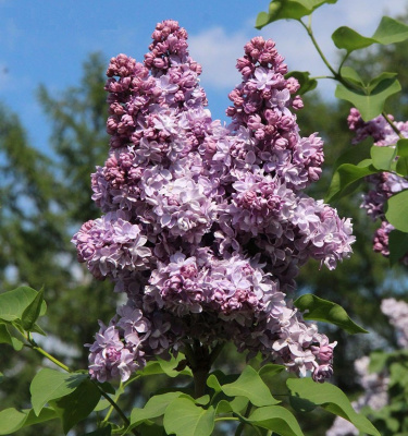 Сирень Андрюша Громов купить с доставкой уникальный и редкий сорт сирени, нежная красота и благоухание которого мало кого оставляют равнодушным