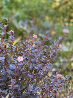 Пузыреплодник Мэджикал Свит Черри Ти (Magical Sweet Cherry Tea) купить с доставкой 