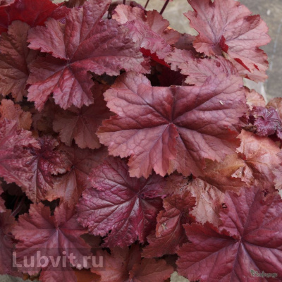 Гейхера Божоле (Beaujolais)