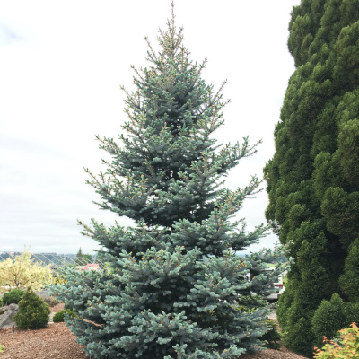 Ель Голубая Маджестик (Majestic) купить с доставкой Маджестик одна из самых пышных голубых елей! Настоящая голубая королева приятно украсит ваш участок