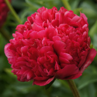 Пион Команд Перфоманс (Command Performance)