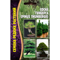 Сосна Тунберга [Семена редких растений]