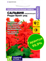 Сальвия Редди Брайт ред сверкающая [Семена алтая]